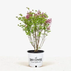 Tinkerbelle Lilac -The Tree Center Tinkerbelle Lilac 2G 01 1 600x600 1