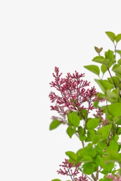 Tinkerbelle Lilac -The Tree Center Tinkerbelle Lilac 2G 03 copy 600x900 1