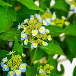 Tiny Tuff Stuff™ Mountain Hydrangea -The Tree Center Tiny Tuff Stuff Hydrangea 3G 02 copy 600x600 1