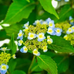 Tiny Tuff Stuff™ Mountain Hydrangea -The Tree Center Tiny Tuff Stuff Hydrangea 3G 03 copy 600x600 1