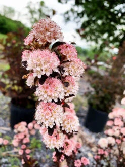 Tiny Wine® Ninebark -The Tree Center Tiny Wine Ninebark 2 copy 600x800 1