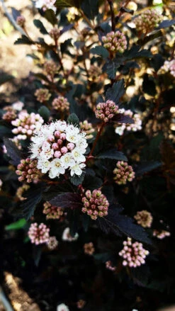 Tiny Wine® Ninebark -The Tree Center Tiny Wine Ninebark 3 copy 600x1067 1