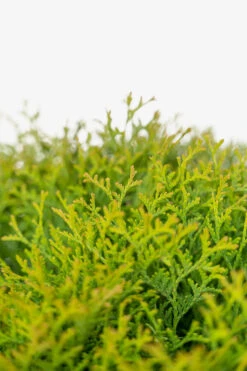 Tom Thumb Arborvitae -The Tree Center Tom Thumb Aborvitae 5G 02 copy 600x900 1