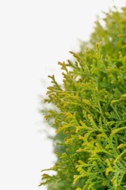 Tom Thumb Arborvitae