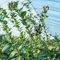 Top Hat Blueberry -The Tree Center Top Hat Blueberry 3 copy 600x600 1