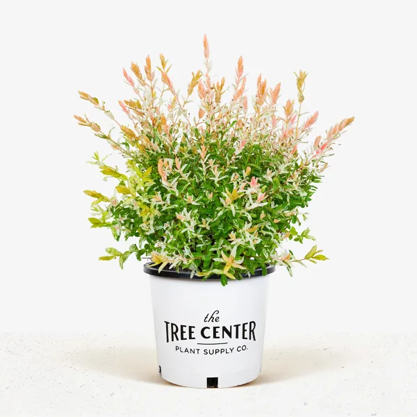 Tri Color Dappled Willow 1 Tri Color Dappled Willow