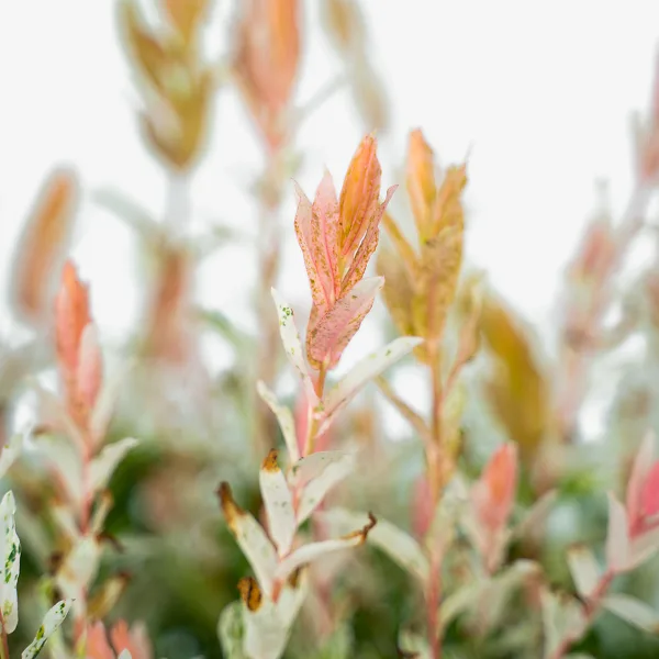 Tri Color Dappled Willow 5 Tri Color Dappled Willow - Image 5
