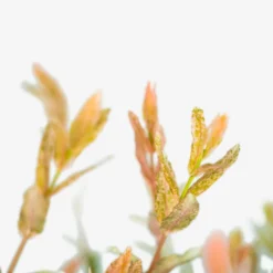 Tri Color Dappled Willow 8 Tri Color Dappled Willow -The Tree Center Tri Colored Dappled Willow 5G 03 copy 600x600 1