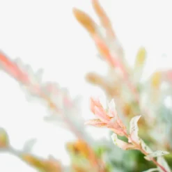 Tri Color Dappled Willow 7 Tri Color Dappled Willow -The Tree Center Tri Colored Dappled Willow 5G 04 copy 600x600 1