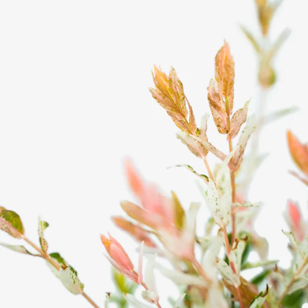 Tri Color Dappled Willow 2 Tri Color Dappled Willow - Image 2