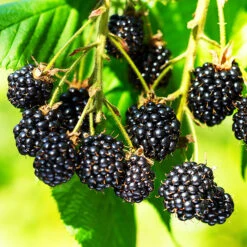 Triple Crown Blackberry