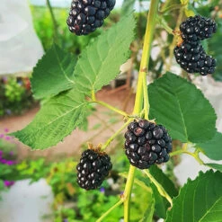 Triple Crown Blackberry -The Tree Center Triple Crown Blackberry 3 copy 600x600 1