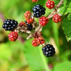 Triple Crown Blackberry -The Tree Center Triple Crown Blackberry 4 copy jpg webp