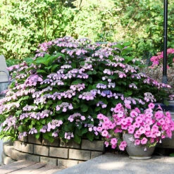 Tuff Stuff® Reblooming Mountain Hydrangea -The Tree Center Tuff Stuff Reblooming Mountain Hydrangea 1 600x600 1