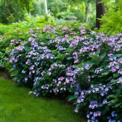 Tuff Stuff® Reblooming Mountain Hydrangea -The Tree Center Tuff Stuff Reblooming Mountain Hydrangea 3 600x600 1