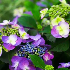 Tuff Stuff® Reblooming Mountain Hydrangea