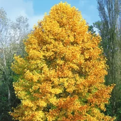 Tulip Poplar -The Tree Center Tulip Poplar Tree 1 copy jpg