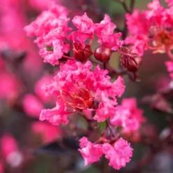 Twilight Magic™ Crape Myrtle 6 Twilight Magic™ Crape Myrtle -The Tree Center Twilight Magic Crape Myrtle 2 copy jpg webp