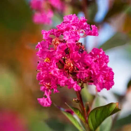 Twilight Magic™ Crape Myrtle 2 Twilight Magic™ Crape Myrtle - Image 2