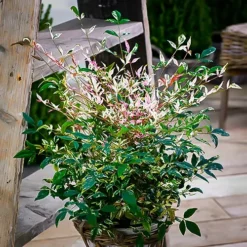 Twilight Nandina 5 Twilight Nandina -The Tree Center Twilight Nandina 03 1 jpg webp