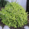 Twist Of Lime Abelia