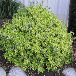 Twist Of Lime Abelia