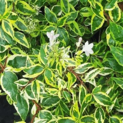 Twist Of Lime Abelia -The Tree Center Twist of Lime Abelia 3