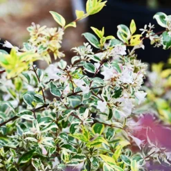 Twist Of Lemon Abelia -The Tree Center Twist Of Lemon Abelia 1 copy jpg