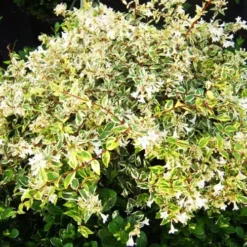 Twist Of Lemon Abelia -The Tree Center Twist Of Lemon Abelia 4 copy jpg webp