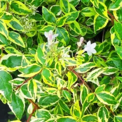 Twist Of Lemon Abelia