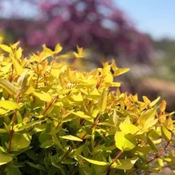 Twist Of Mango™ Abelia -The Tree Center Twist Of Mango Abelia 2 copy jpg webp