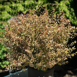 Twist Of Orange Abelia -The Tree Center Twist Of Orange Abelia 1 copy 600x600 1
