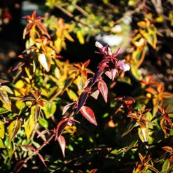 Twist Of Orange Abelia -The Tree Center Twist Of Orange Abelia 4 copy 600x600 1