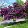 Twilight Crape Myrtle