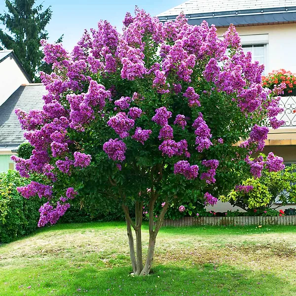 Twilight Crape Myrtle 2 Twilight Crape Myrtle - Image 2