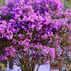 Twilight Crape Myrtle 6 Twilight Crape Myrtle -The Tree Center Twlight Crape Myrtle 4 copy jpg