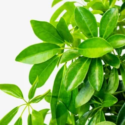 Umbrella Tree -The Tree Center Umbrella Tree 3G 05 copy 600x600 1