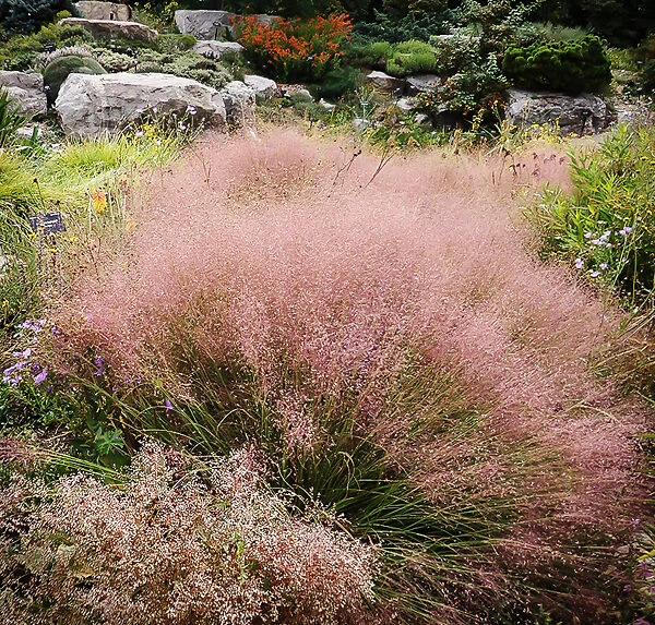 Undaunted Red Muhly Grass 2 Undaunted Red Muhly Grass - Image 2