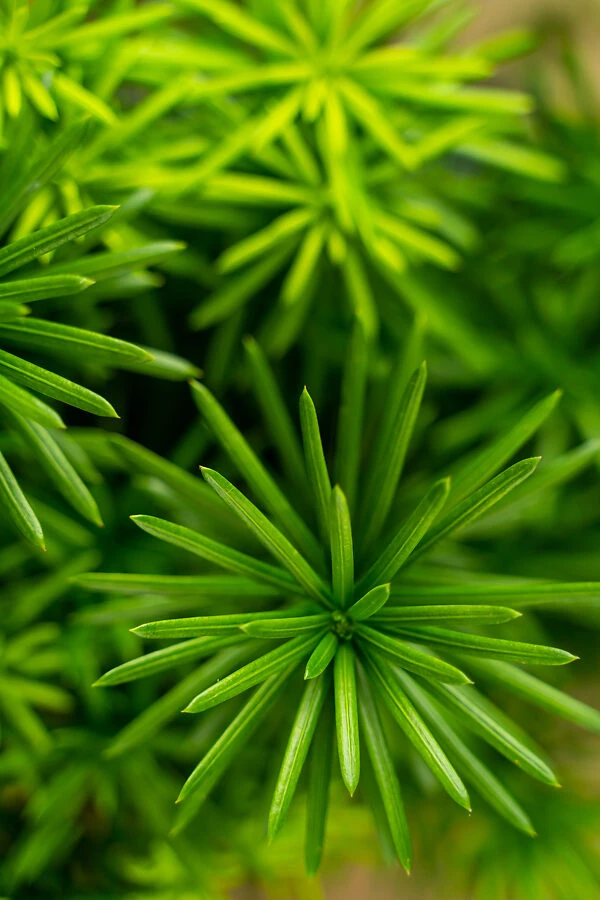 Upright Japanese Plum Yew 5 Upright Japanese Plum Yew - Image 5