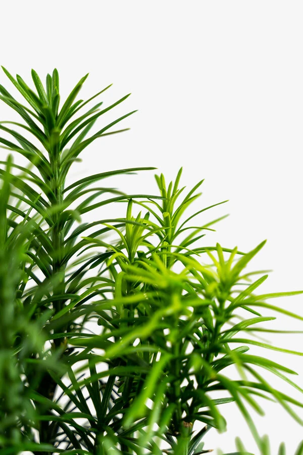 Upright Japanese Plum Yew 1 Upright Japanese Plum Yew