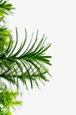 Upright Japanese Plum Yew 7 Upright Japanese Plum Yew -The Tree Center Upright Japanese Yew 3G 05 600x900 1