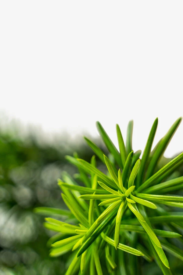 Upright Japanese Plum Yew 4 Upright Japanese Plum Yew - Image 4