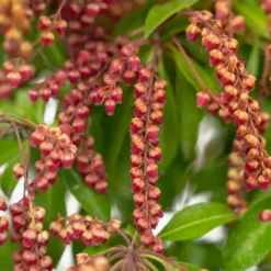 Valley Valentine Pieris -The Tree Center Valley Valentine Pieris 5G 03 copy jpg webp e1695155459250 600x600 1