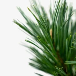 Vanderwolfs Pyramid Limber Pine -The Tree Center Vanderwolfs Pyramid Limber Pine 5G 02 600x600 1