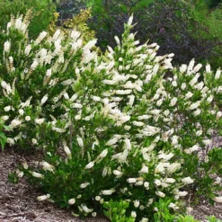 Vanilla Treat™ Butterfly Bush -The Tree Center Vanilla Treat Butterfly Bush 1 copy jpg