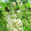 Vanilla Treat™ Butterfly Bush