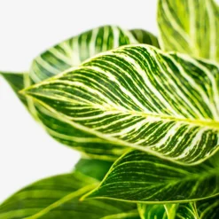 Variegated Philodendron Birkin -The Tree Center Variegated Philodendron Birkin 1G 02 copy 600x600 1