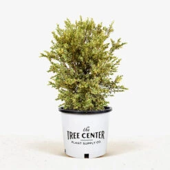 Variegated Boxwood -The Tree Center Variegated Boxwood 5G 01 1 600x600 1