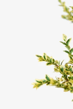 Variegated Boxwood -The Tree Center Variegated Boxwood 5G 04 600x900 1