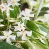 Variegated Southern Jasmine